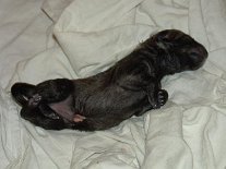 DSC02693 Ob sie wohl mit der Mama verwandt ist? Zumindest scheint sie schon sehr gerne auf dem Rücken zu liegen ;) .