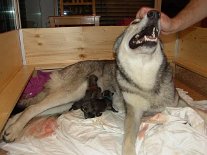 DSC02711 Die stolze Mama bekommt zwischendurch natürlich auch mal ein dickes Lob. Sie meistert die Sache ganz toll und macht alles völlig instinktsicher ohne jegliches...