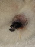 DSC02734 Und schon guckt der nächste Welpe raus, diesmal eine Steißlage, was bei Hunden aber nicht ungewöhnlich und unproblematisch ist.
