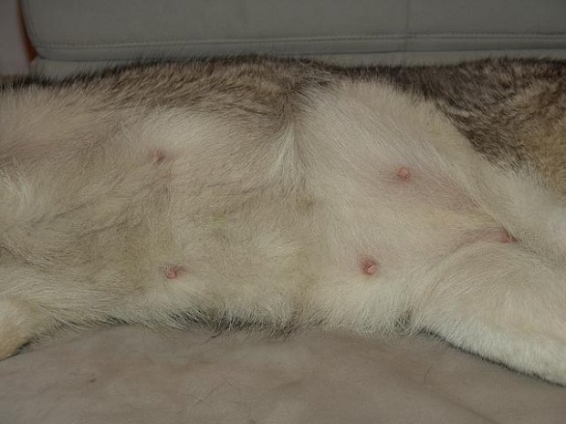 31-03-2007 Babybauch 5. Woche Nur noch 3 Wochen bis zur Geburt. Nisha hat inzwischen ein kleines Bäuchlein und die Zitzen sind deutlich vergößert.