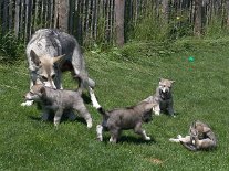 DSC05948 Welpengewusel.