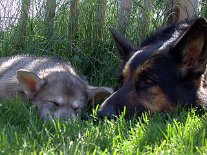 DSC05984 Tara hat es geschafft und schläft dicht bei Yuma.