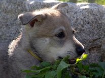 DSC05998 Timish mag Grünzeug....ob sie sich das bei Yuma abgeguckt hat?