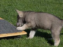 DSC06020 Huch - das Ding wackelt ja!