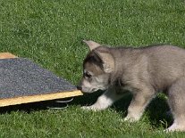 DSC06021 Tara untersucht das Wackelbrett