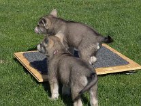 DSC06024 Egal wie's rumwackelt - Tara steht tapfer auf dem Wackelbrett, Anni steht daneben.