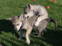 DSC06027 Aiko beißt seine Schwester Anni....