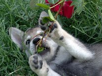 DSC06124 Die Rosenknospe scheint gut zu schmecken....