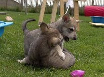 DSC06259 ....und hier probiert er es mit Tara.