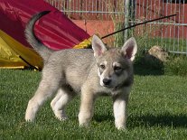 DSC07593_Aiko_8_Wochen 8 Wochen alt