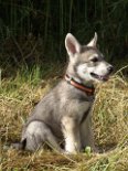 DSC07127_Asgard_7_Wochen 7 Wochen alt