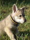 DSC07298_Timish_7_Wochen 7 Wochen alt