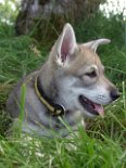 DSC07435_Timish_7_Wochen 7 Wochen alt