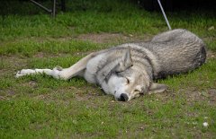 DSC_0451