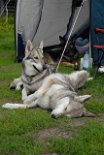 DSC_0455