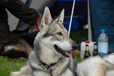 DSC_0460