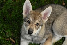 DSC_6485 Shaya