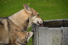 DSC_6559 Nocona ist noch zu klein, um aus dem Brunnen zu trinken...