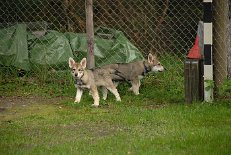 DSC_6644 Shaya und Nocona untersuchen alles gemeinsam.