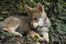 DSC_6710 Shaya