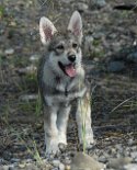 DSC_7371 Shaya