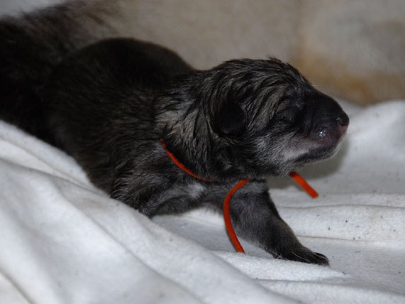 14.07.2009 Geburt B-Wurf