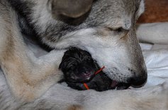 DSC_1408 Die Hündin hat ein oranges Bändchen bekommen.