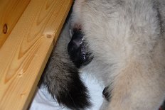 DSC_1424 Der zweite Welpe wird geboren...