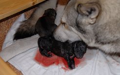 DSC_1437 Es ist auch ein wolfsgraues Mädchen! Uhrzeit 21:50 Uhr. Geburtsgewicht 461 g.