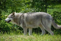 DSC_1035 Der 49. Tag der Trächtigkeit - Nisha ist nun am Ende der 7. Woche/Anfang der 8. Woche. Das Bäuchlein ist inzwischen gut sichtbar :) .