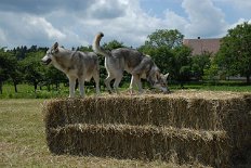 DSC_1038 Die Bauern haben die Wiesen vor unserem Haus gemäht und Heuballen daraus gemacht - Timish ist der Meinung, daß das Heu unwahrscheinlich gut duftet, wie die...