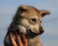 DSC_0270_Byorka_43_Tage 6 Wochen alt