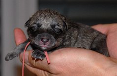 DSC_1655_Nr6_Huendin_rosa_Geburt neu geboren