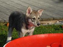 DSC_1756_Byorka_49_Tage 7 Wochen alt