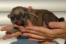 DSC_2273_Byorka_7_Tage 7 Tage alt