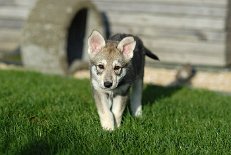 DSC_2322_Byorka_52_Tage 7 1/2 Wochen alt