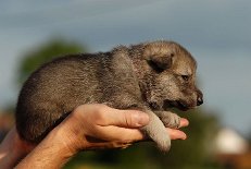 DSC_5113_Byorka_21_Tage 3 Wochen alt