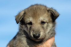 DSC_6781_Byorka_29_Tage 4 Wochen alt