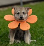 DSC_7938_Byorka_34_Tage 5 Wochen alt