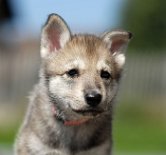 DSC_8143_Byorka_35_Tage 5 Wochen alt