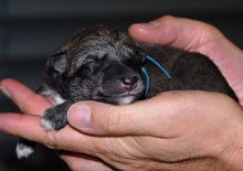 DSC_1652_Nr4_Ruede_hellblau_Geburt neu geboren