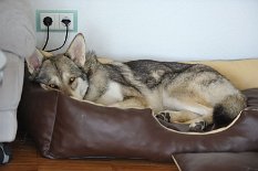 DSC_9283 Begonnen hat die Trächtigkeit mit drei müden Hunden, die von der aufregenden Reise nach Holland total erschlagen waren...links im Bild Shaya...