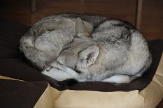 DSC_9284 Nisha hat sich eingerollt...