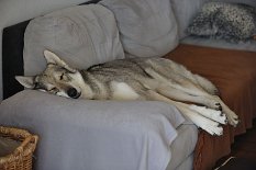 DSC_9285 ...und Timish hat es sich auf dem Sofa gemütlich gemacht (sie muß ja ihrem Spitznamen 