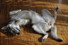 DSC_9289 Timish zeigt ihren Bauch am 32. Trächtigkeitstag