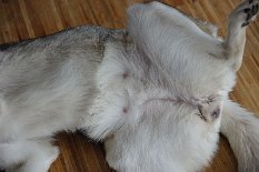 DSC_9291 Noch nix zu sehen, nur die Zitzen sind schon gut durchblutet und leicht vergrößert.