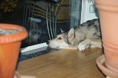 DSC_9336 Nisha guckt zum Fenster raus