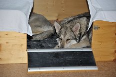 DSC_8805 Shaya schläft in der Wurfkiste