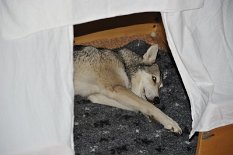 DSC_8807 Nisha findet die Wurfkiste toll!