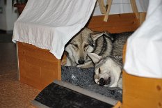 DSC_8852 Shaya und Nisha in der Kiste